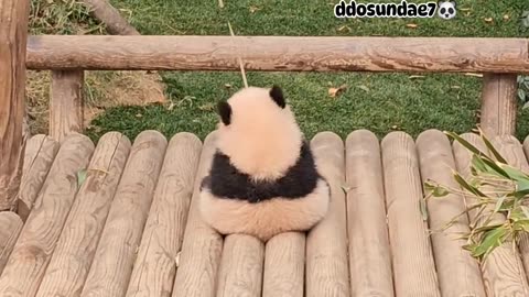 Cute little panda🐼 they are so cute🥺