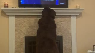 Newfoundland intensely watches dog show on TV