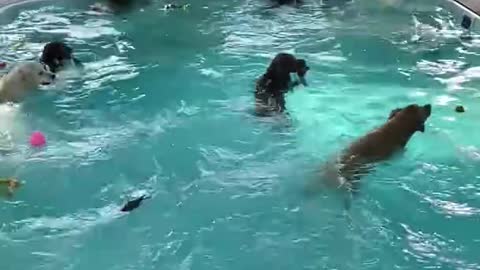 Pool Time at Doggy Daycare