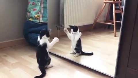 Funny cat and mirror video