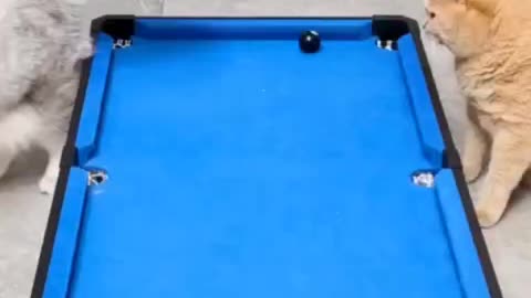 Funny animal video | The genius cat who plays billiards | funny cats😳😳