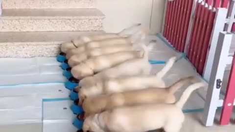 Puppy Eating Food In Discipline