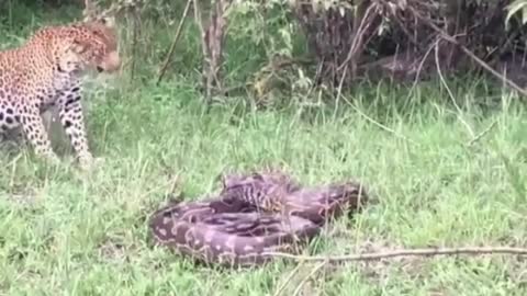 Cheetah wants to eat a big snake🐍