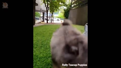 Funny and Cute Pomeranian Videos♡