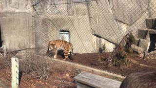 African tiger crying for food like a house cat