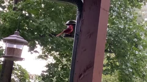 Cardinal / Bird watching NW NC at the Treehouse 🌳 Meet Pudgy / He visits everyday #maga