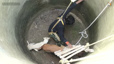 Unbelievable Animal Rescue operation in the well from Badaun, Uttar pradesh, India