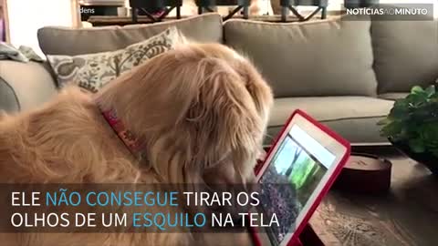 Golden Retriever se apaixona por esquilo na tela do tablet