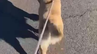 Big booty puppy remix