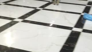 Puppy Makes A Break For Freedom And Fails