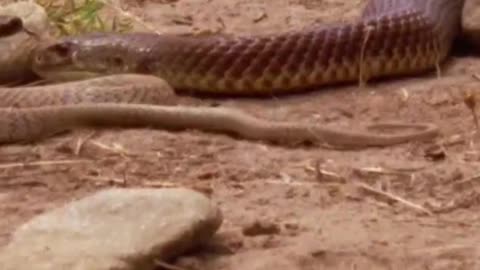 “¡Descubre a la reina del veneno! 🌟 La taipán, una serpiente tan letal.