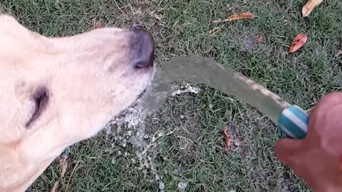 Slow motion video of a dog drinking water from garden pipe.