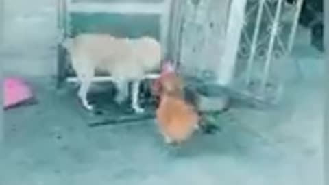 Chicken vs Dog Fight