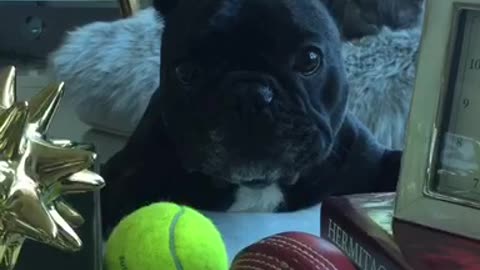 Frenchie wants what she can’t have