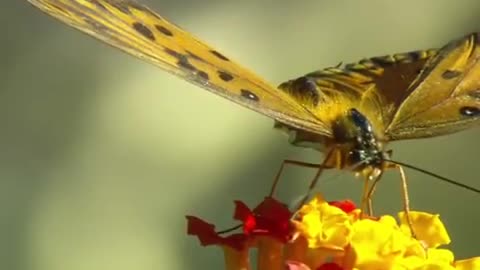 Butterfly_Video_Stock_Footage_Free_Download___Animals_HD.