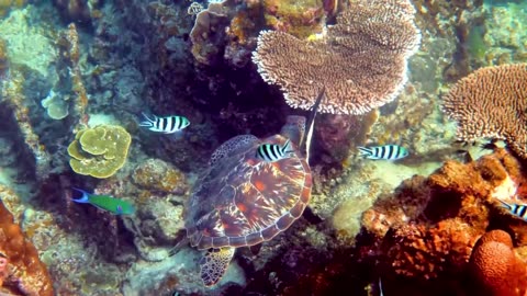 The Beauties of the sea