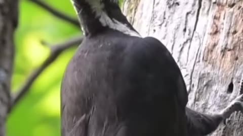 Pileated Woodpecker, Hunting for Larvae