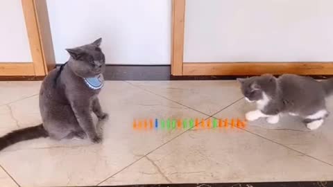 two smart cats