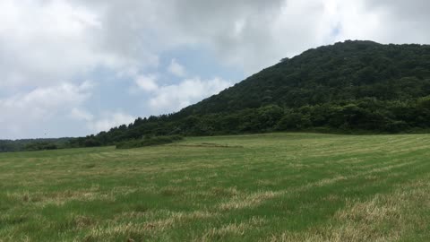 There is a green field in Jeju Island, Korea in summer.