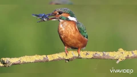 Amazing bird world(Kingfisher eats a fish flying like an arrow)