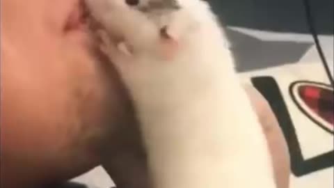 Hamster trying to go inside mouth