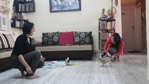 Adorable puppy learns name command - Cutest Puppy Training Video!