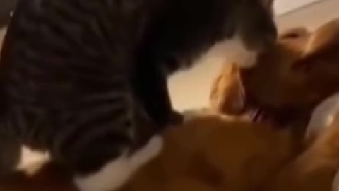 Video of a funny kitten massaging a dog.