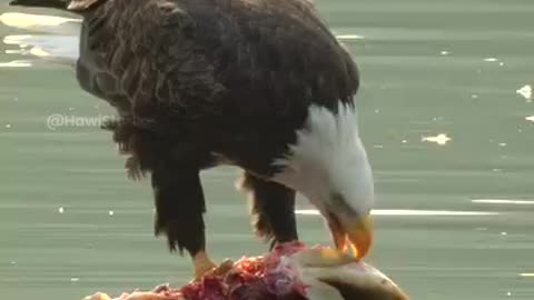 Eagle fish eating