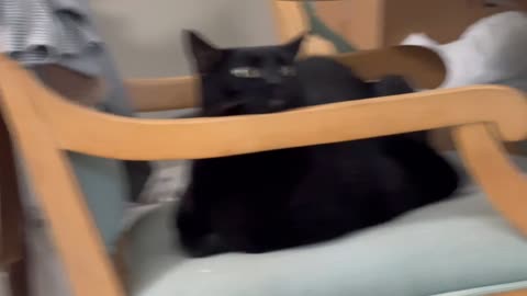 Cute Precious Piper is a Spy Loaf - Adopting a Cat from a Shelter Vlog