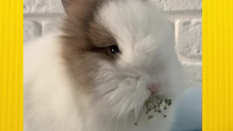 Cute rabbit eating flowers