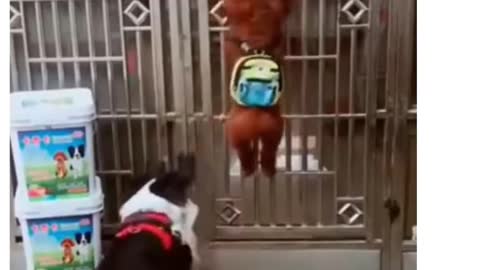 Funny and Cute dogs videos #Funnydogsvideo