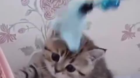 FUNNY CAT VIDEOS !!!!!