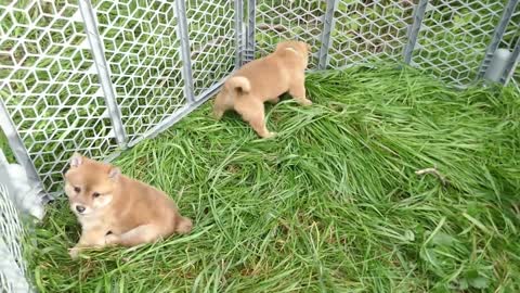 *NOT Cryptocurrency Coin * Shiba Inu Puppies Playing