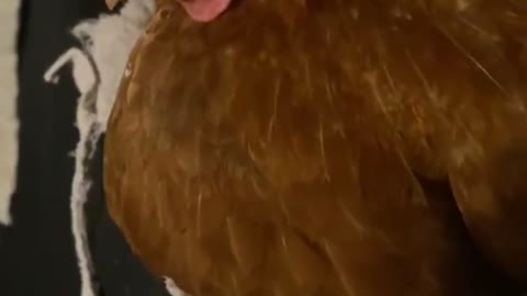 Chicken watching TV in my bed, Funny Chickens, Funniest Animals 2021