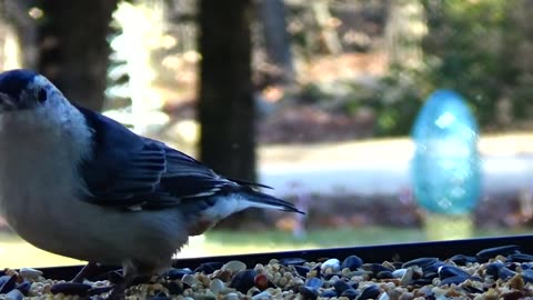 Nuthatch and Chickadee