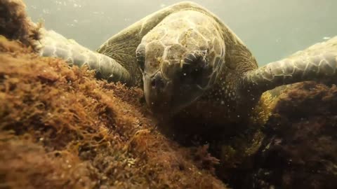 diver encounters a Galapagos green turtle