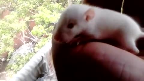 Born white rat playing in hand