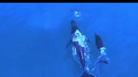 Swimming of Dolphin