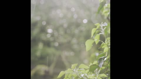 Rainy Forest