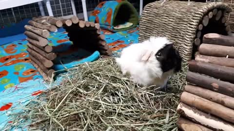 Best Guinea Pig Treat Line Up