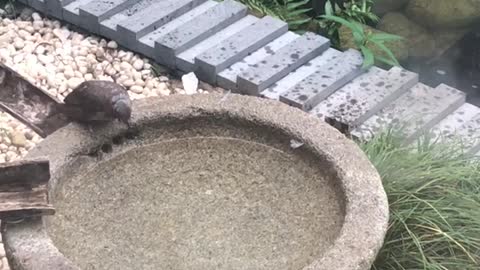 Bath time for a cute bird