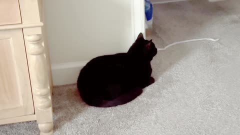 Cute Precious Piper Guards the Hallway from the Door - Adopting a Cat from a Shelter Vlog