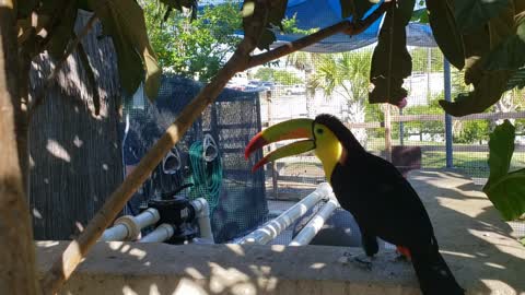 Toucan bird house