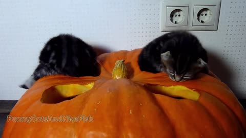 Halloween creepy cats and Kittens | Funny and Cute videos Compilation