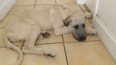 Irish Wolfhound Puppy Howling