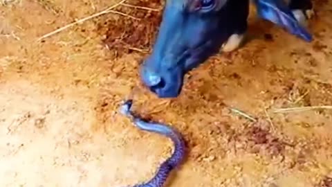 The buffalo made the snake his friend #shorts #shortvideo #video #virals #videoviral