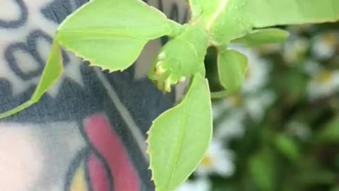 Walking leaf 🌿 insect