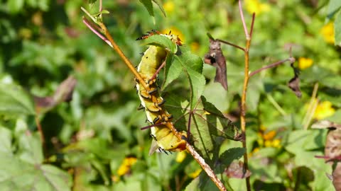 Caterpillar Insect Bug Large Horned Devil Hickory 🌴🌴🌴