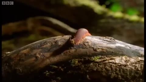 A Fish that Shoots it's Prey? | Weird Nature | BBC Earth