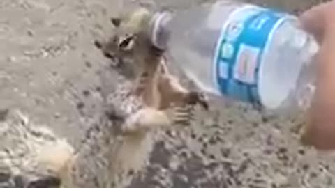 yt1s.com - Squirrel asking for water The most amazing cutest thing I have ever seen